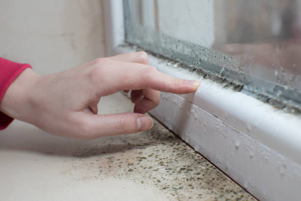 Best Mold Odor Removal Services  in Big Rapids, MI