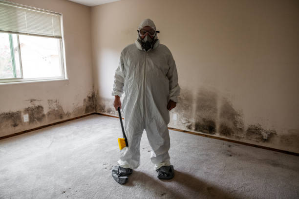 Best Water Damage & Mold Remediation  in Big Rapids, MI